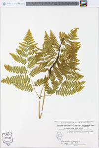 Pteridium aquilinum var. latiusculum image