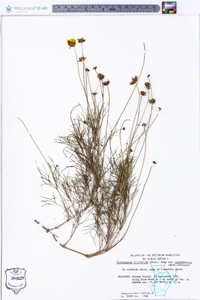 Thelesperma filifolium image