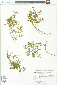 Tragia urticifolia image