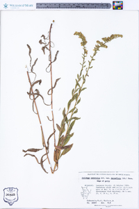 Solidago nemoralis subsp. decemflora image