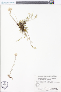 Antennaria neglecta var. neglecta image