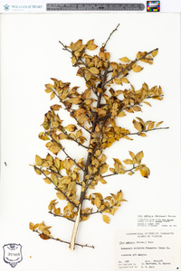 Ilex ambigua image