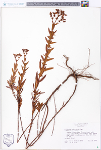 Hypericum cistifolium image