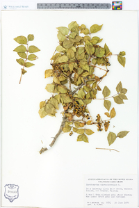 Zanthoxylum clava-herculis image