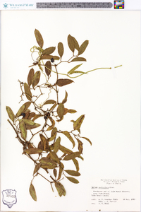 Smilax auriculata image