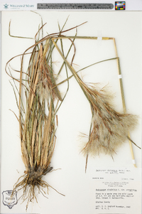 Andropogon glomeratus image