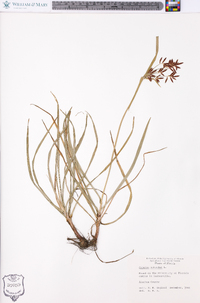 Cyperus rotundus image