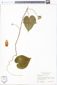 Ipomoea indica image