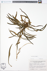 Anthericum liliago image