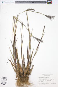 Panicum erectifolium image