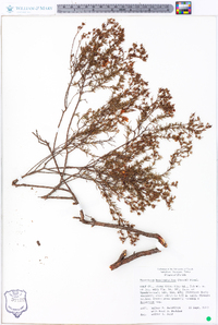 Hypericum brachyphyllum image