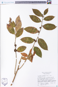 Leucothoe axillaris image