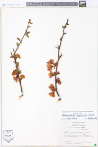 Chaenomeles lagenaria image