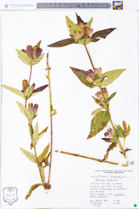 Gentiana clausa image