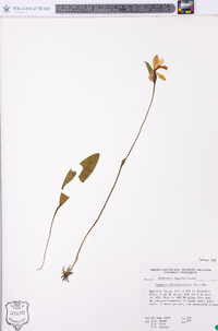 Pogonia ophioglossoides image