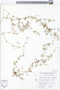 Galium obtusum image