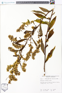 Solidago roanensis image