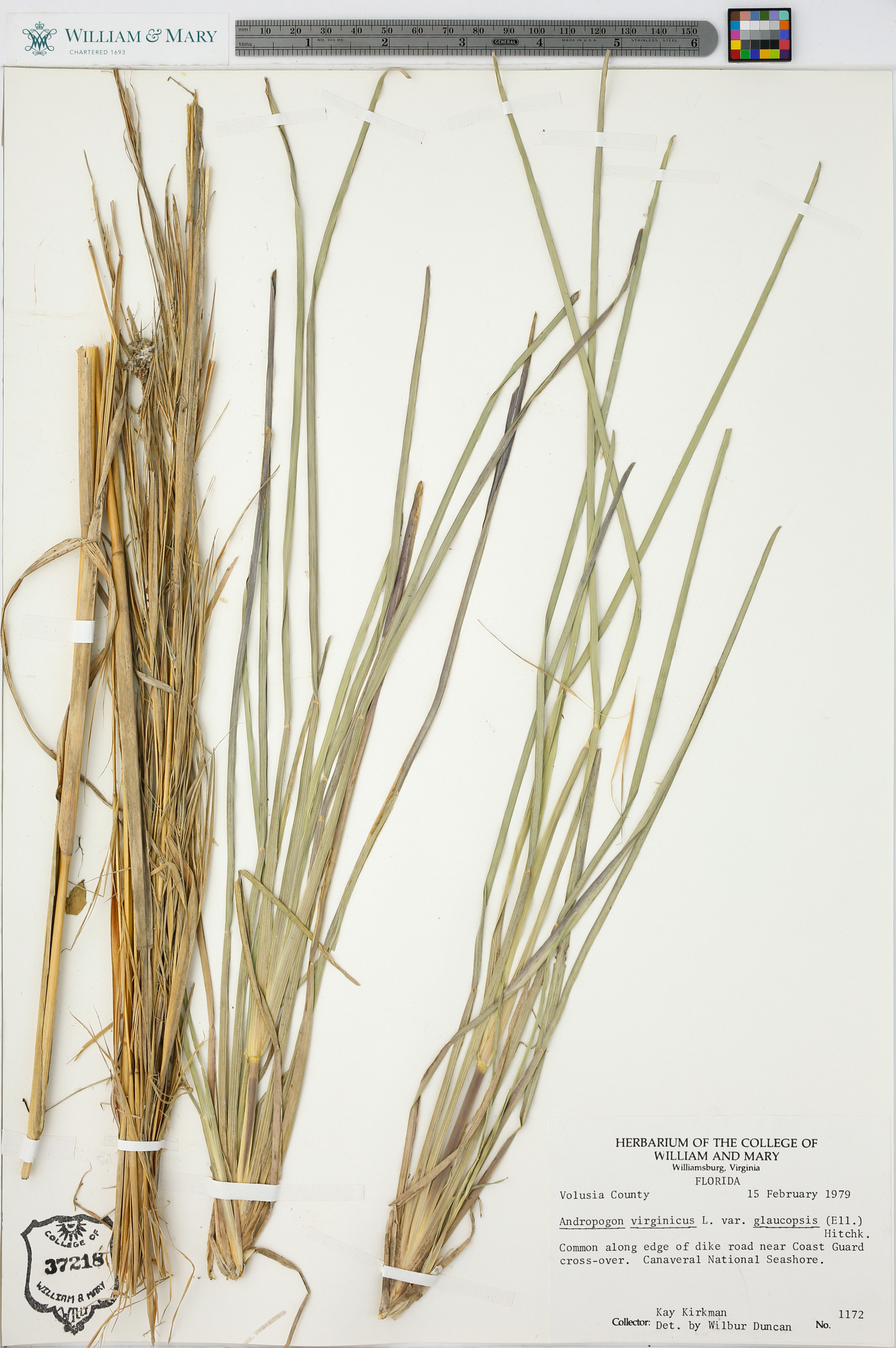 Andropogon virginicus var. glaucopsis image