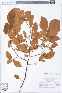 Vaccinium fuscatum image