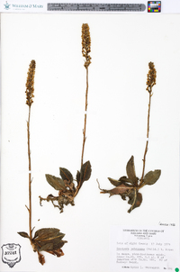 Goodyera pubescens image