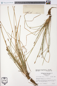 Eleocharis engelmannii image