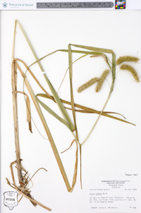 Carex comosa image