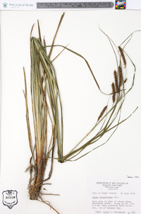 Carex glaucescens image