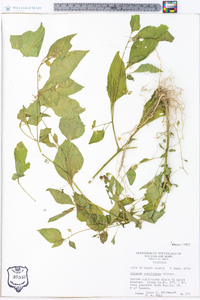 Solanum americanum image