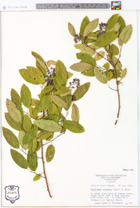 Berchemia scandens image