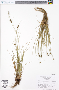 Carex complanata image