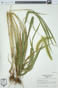 Setaria faberi image