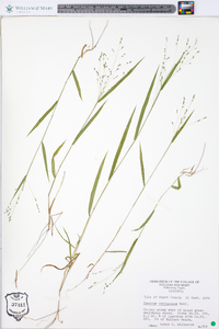 Kellochloa verrucosa image