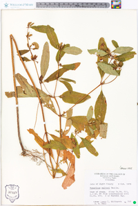 Hypericum walteri image