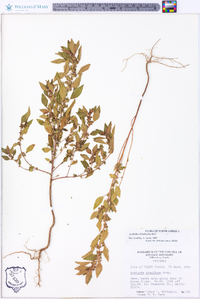 Acalypha gracilens image