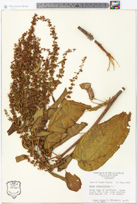 Rumex obtusifolius image