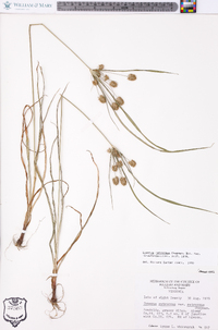 Cyperus retrorsus image