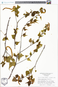 Betula populifolia image