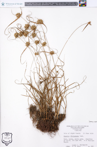 Cyperus filiculmis image