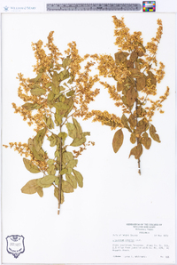 Ligustrum sinense image