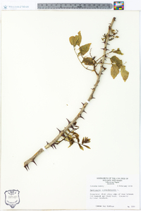 Zanthoxylum clava-herculis image