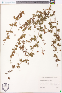 Lespedeza repens image