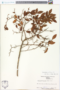 Vaccinium fuscatum image