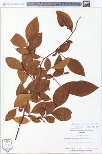 Vaccinium fuscatum image