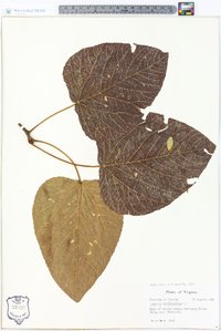 Populus heterophylla image