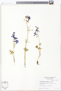 Delphinium nuttallianum image