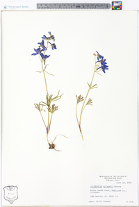 Delphinium nuttallianum image