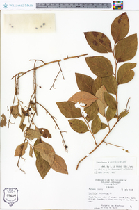 Vaccinium x marianum image