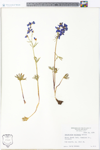 Delphinium nuttallianum image