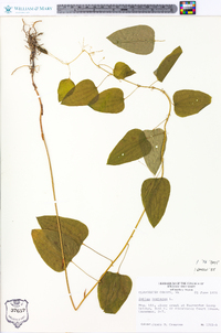 Smilax herbacea image