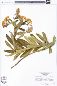 Asclepias tuberosa subsp. tuberosa image